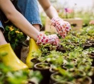 Horticultural Application Horticultural Application