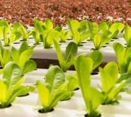 hydroponic setup hydroponic setup
