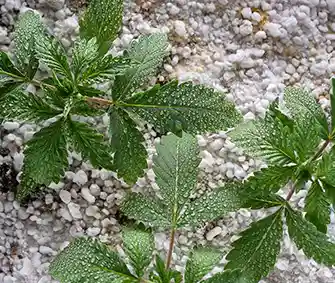 Maximize Your Yields Perlite for Cannabis Growth Secrets image