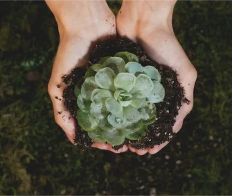 Perlite's Role in Green Roofing Image