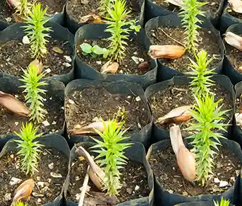 Perlite for Nurseries Enhance Plant Growth and Health Image