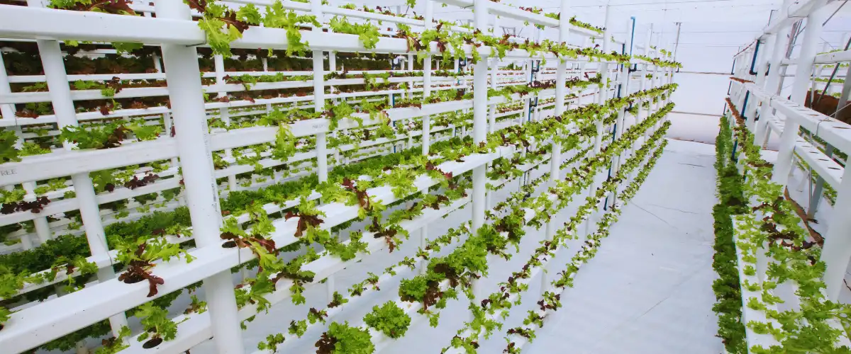 Rows of leafy greens growing in a stacked hydroponic vertical farm
