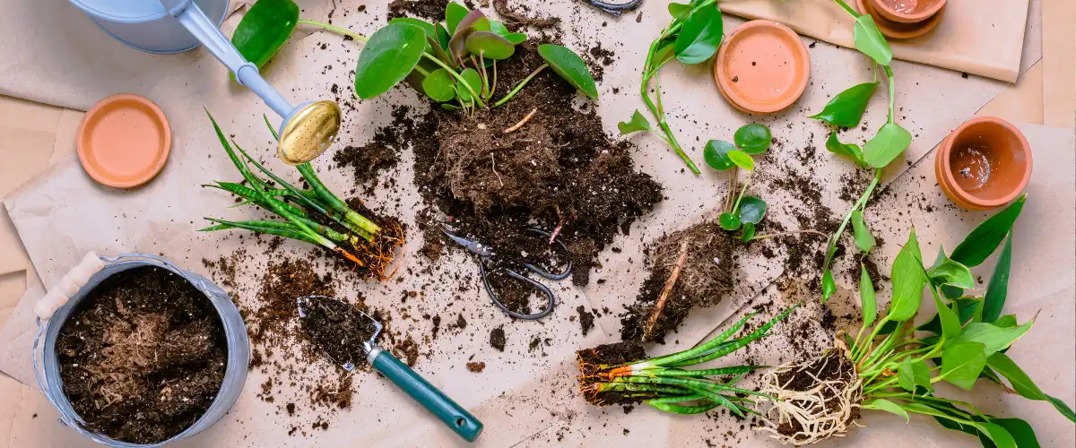 Tools and cuttings prepared for plant propagation with soil and pots