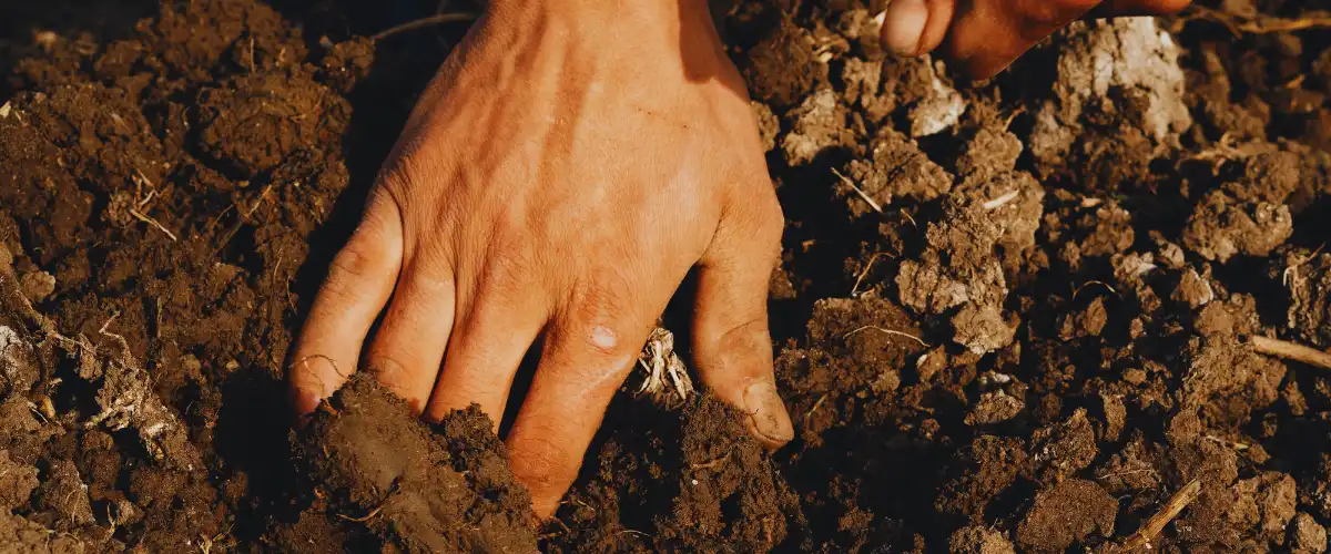 Hand mixing horticultural perlite into dense Oregon clay soil