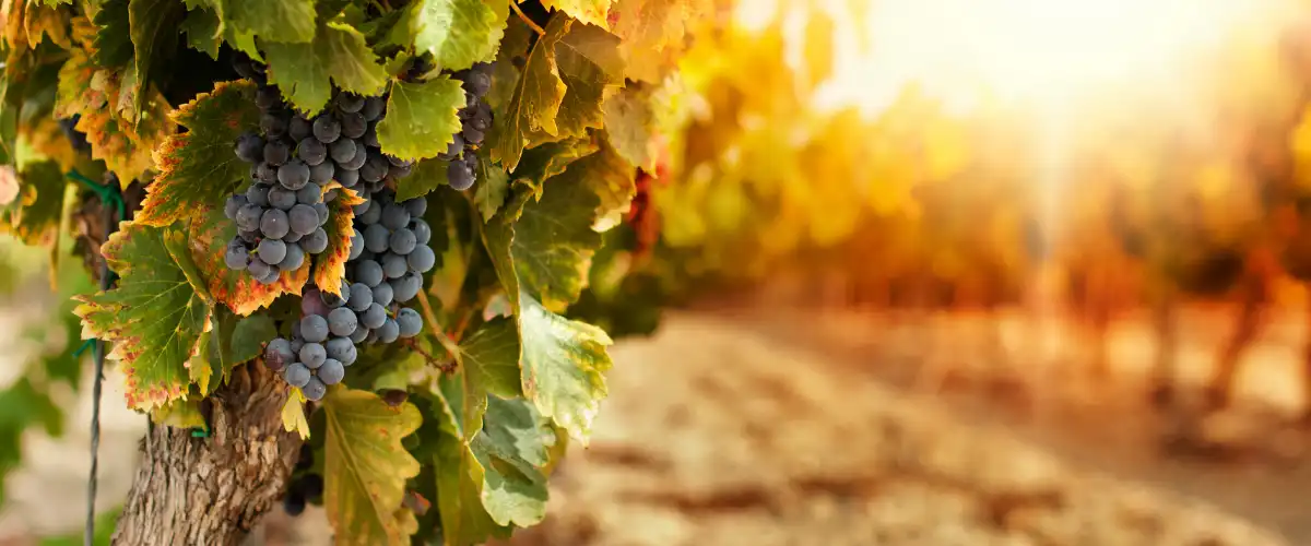 Sunlit vineyard with ripe purple grapes hanging from a vine