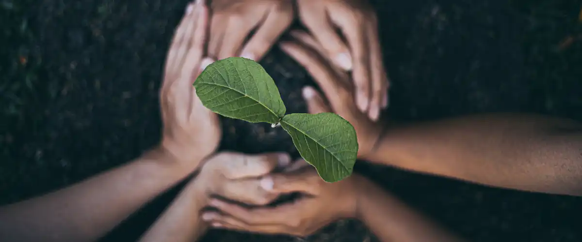 Hands encircling a green seedling symbolizing sustainable gardening with perlite